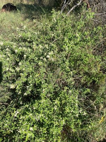 Lippia rehmannii bush